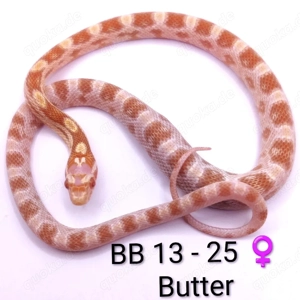 Kornnatter Butter 66% pos. het. Cinder NZ25 und 24