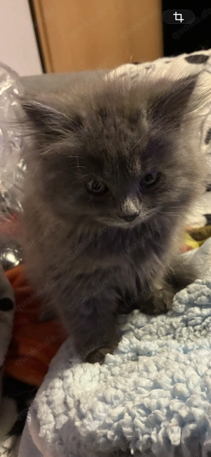 Zuckersüßer BLH Katerchen