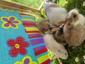 Zwergkaninchen Babys Farbenzwerge 