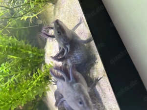 Super süße Axolotl abzugeben 