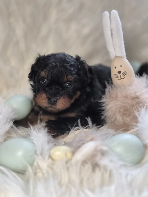 Pomeranian-Zwergspitz