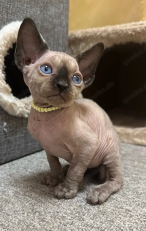 Wunderschöne canadien sphynx suchen zu mitte April ein liebevolles Zuhause