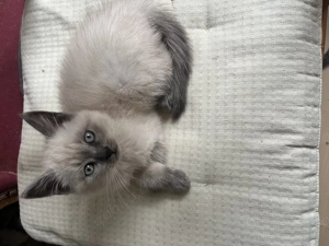 BKH Junge Colorpoint abgabebereit 