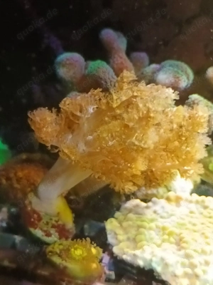 Korallen Korallenableger Meerwasser  Bild 3