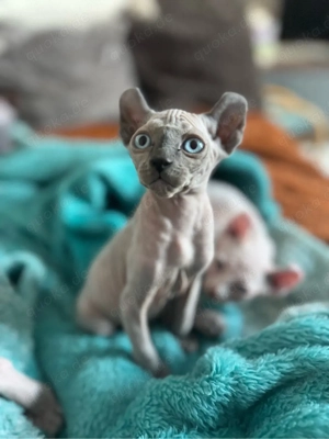 wunderschöne sphynx kitten suchen zum ersten April ein liebevolles zuhause