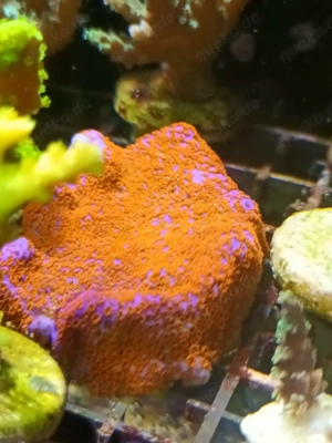 Korallen Korallenableger Meerwasser  Bild 5