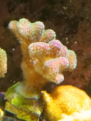 Korallen Korallenableger Meerwasser  Bild 10