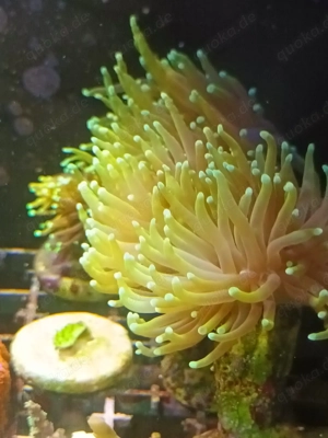 Korallen Korallenableger Meerwasser 