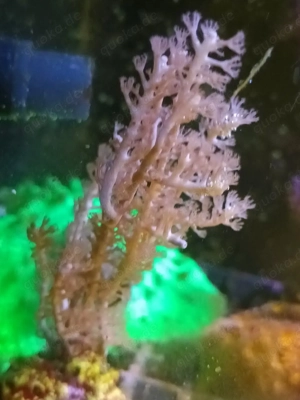 Korallen Korallenableger Meerwasser  Bild 8