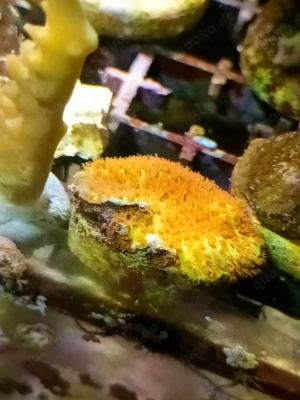 Korallen Korallenableger Meerwasser  Bild 7
