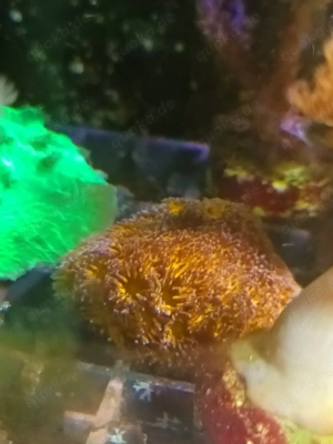 Korallen Korallenableger Meerwasser  Bild 9