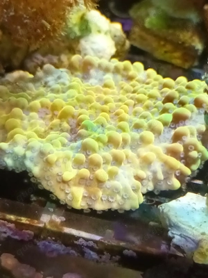 Korallen Korallenableger Meerwasser  Bild 4