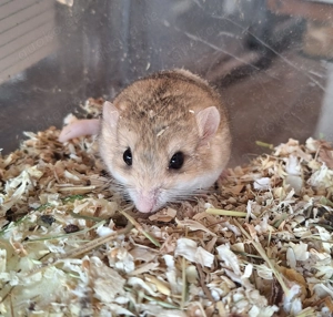 Fettschwanz Mäuse zu verkaufen