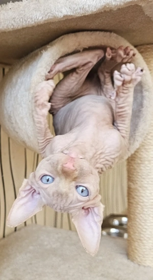 Zwei zauberhafte Sphynx-Kitten (1 Junge & 1 Mädchen) suchen ein liebevolles Zuhause