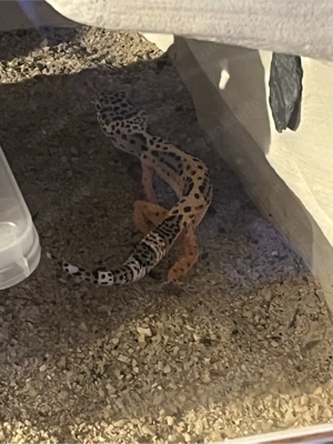 Leopardgecko Jungtier 0.1. High Yellow 