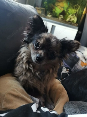 Wunderschöner Chihuahua Deckrüde