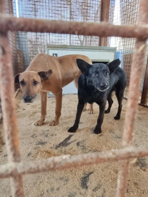 Helen z.Zt. in Ungarn, schüchtern und sensibel Bild 4