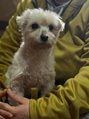 Kelen , ein kleiner Charmeur sucht liebevolles Zuhause