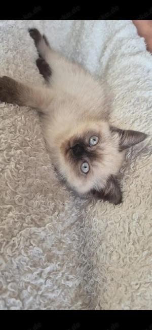 Wunderschöne Siamkatze abzugeben