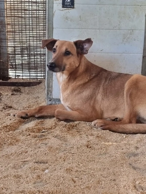 Helene, z.Zt. in Ungarn, schüchtern und sensibel, sucht sicheren Hafen
