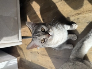BKH silver Tabby Kitten in beste Hände zu verkaufen Preis VHB