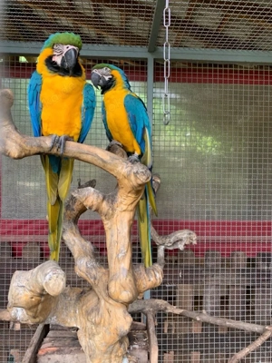 Lindos loros guacamayos azules y dorados en adopción