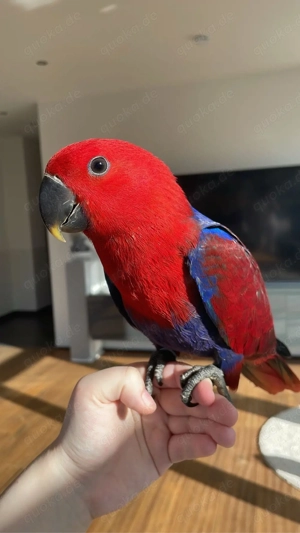 Neuguinea Edelpapagei  "Stella"