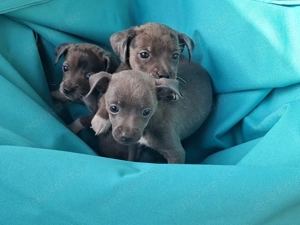 Chihuahua - Dackel Welpen