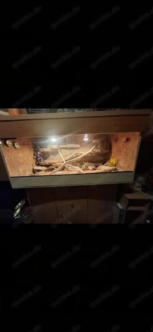Terrarium zu verkaufen 