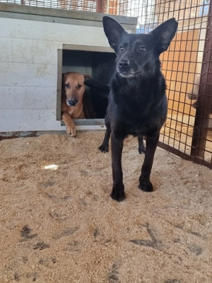 Helen z.Zt. in Ungarn, schüchtern und sensibel Bild 2