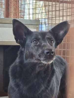 Helen z.Zt. in Ungarn, schüchtern und sensibel Bild 5