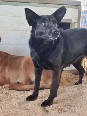 Helen z.Zt. in Ungarn, schüchtern und sensibel Bild 6