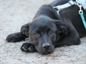 Pietro sucht sein Zuhause