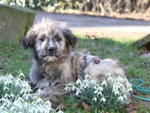 Pompeo sucht sein Zuhause