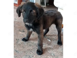 Grace sucht ihr Zuhause (noch auf Sardinien)