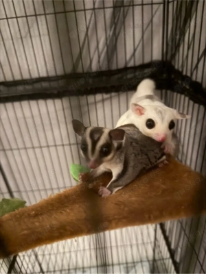 Suger glider männchen 