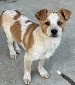 Phil - herzlos ausgesetzt - mitten im kalten Winter