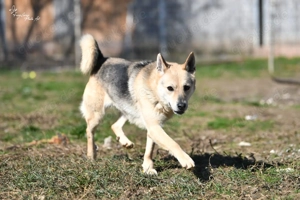 Gloria, z.Zt. in Ungarn, wartet auf Streicheleinheiten