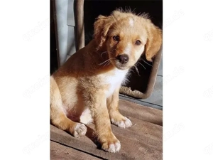 Ray sucht sein Zuhause (noch auf Sardinien)