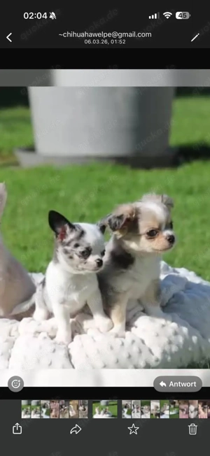 Wunderschöne Chihuahua Welpen