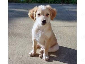 Miele sucht sein Zuhause (noch auf Sardinien)