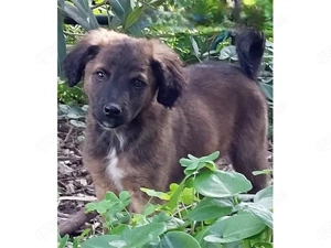 Smile sucht sein Zuhause (noch auf Sardinien)