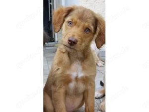 Sirius sucht sein Zuhause (noch auf Sardinien)