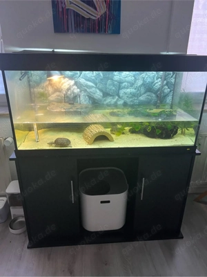 Moschuss schildkröte mit Aquarium