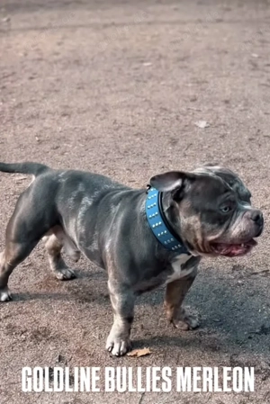 American Bully Deckrüde Bild 2