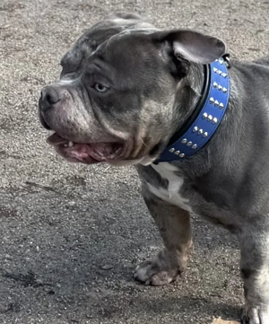 American Bully Deckrüde Bild 3