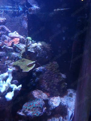Aquarium zu verkaufen Bild 4