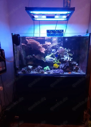 Aquarium zu verkaufen Bild 2