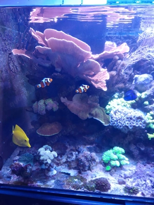 Aquarium zu verkaufen Bild 5