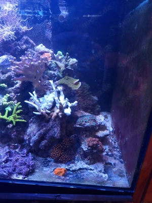 Aquarium zu verkaufen Bild 3